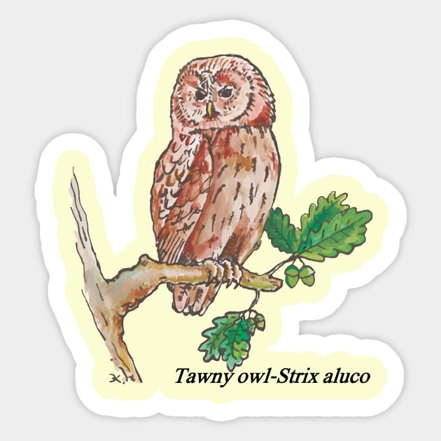 Tawny owl-Strix aluco-night bird Sticker by STUDIOVi